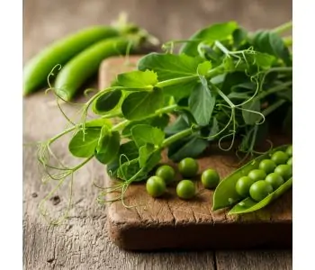 Broto de Ervilha: Guia Completo para Cultivar e Aproveitar seus Benefícios